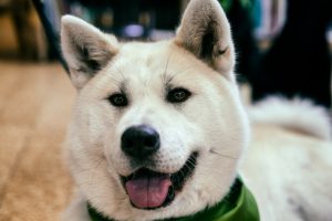 Happy Akita dog HD