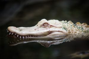Albino Alligator On the surface of the water 4K