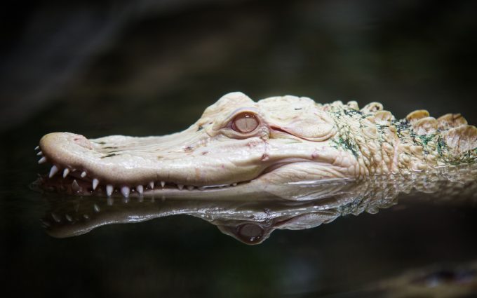 Albino Alligator 01