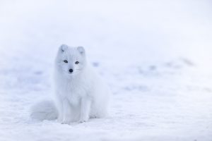 Beautiful Arctic Fox sitting in the snow 6K/7K
