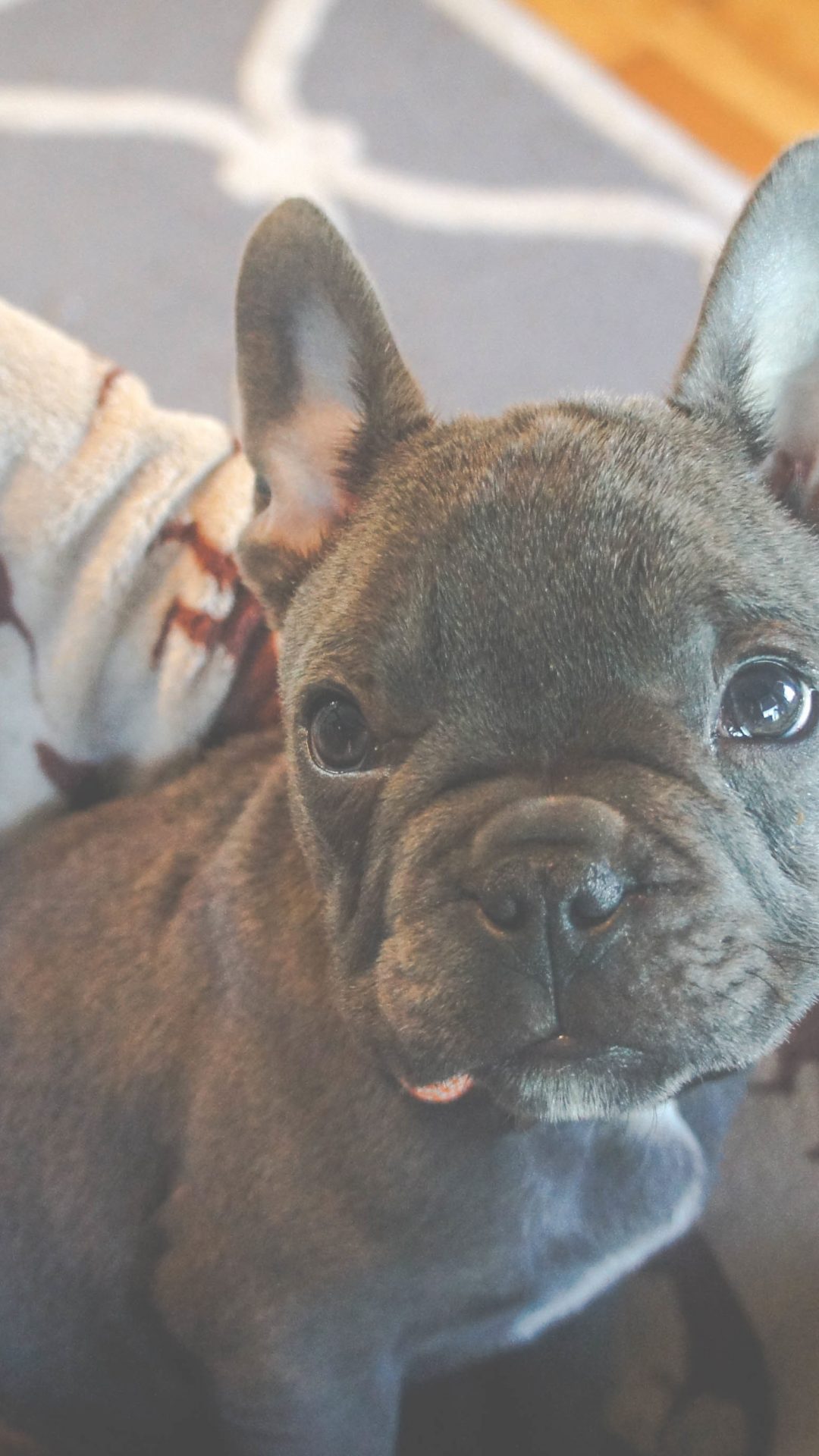 Brown French Bulldog Puppy 4K UHD Wallpaper