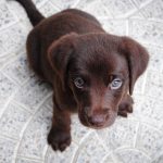 Brown Labrador Puppy 01