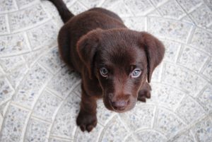 Cute Brown Labrador Puppy HD
