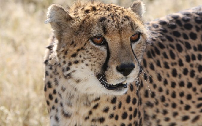 Cheetah 01