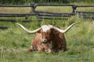 Texas Longhorn cow HD