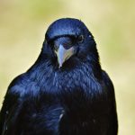 Crow 02