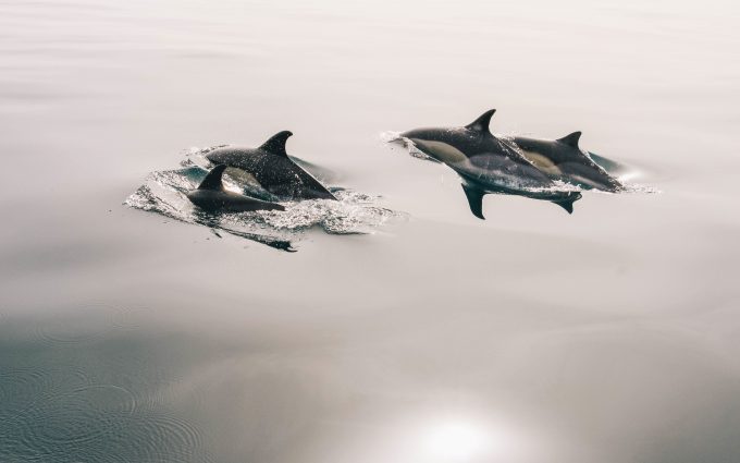 Dolphins on the surface