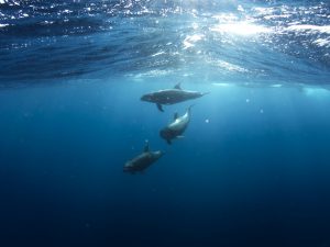 Dolphins under water