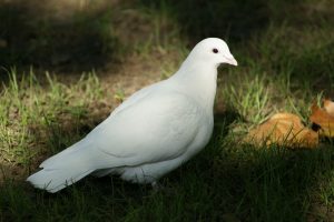 Beautiful White Dove HD