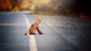 Fox sitting on the road 4K