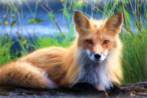 Fox – Painting 6K