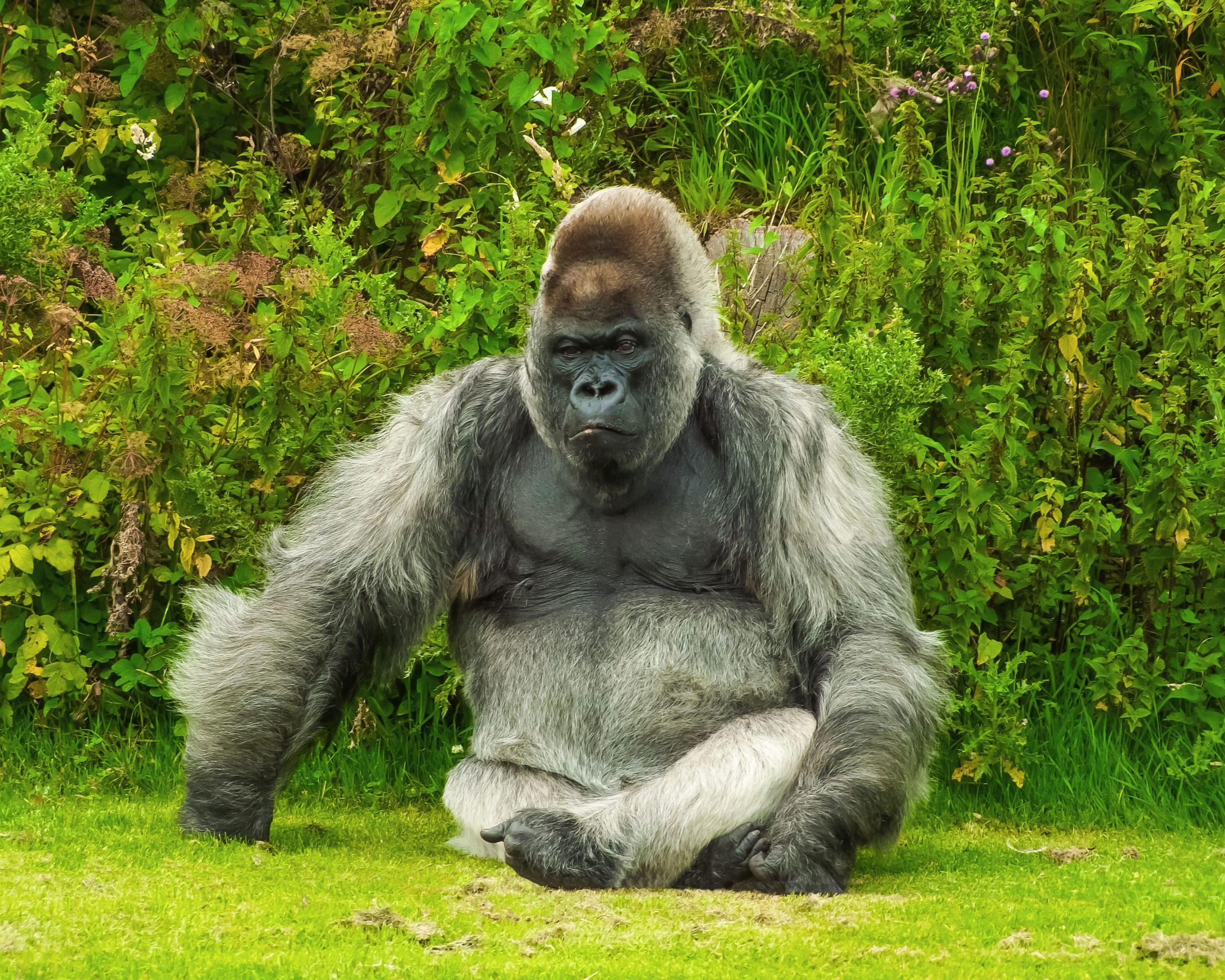silverback gorilla size