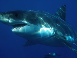 Great White Shark Under Water HD