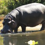 Hippopotamus 01