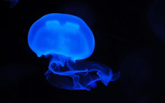 Jellyfish 01