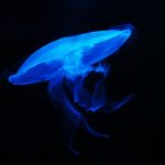Jellyfish 02
