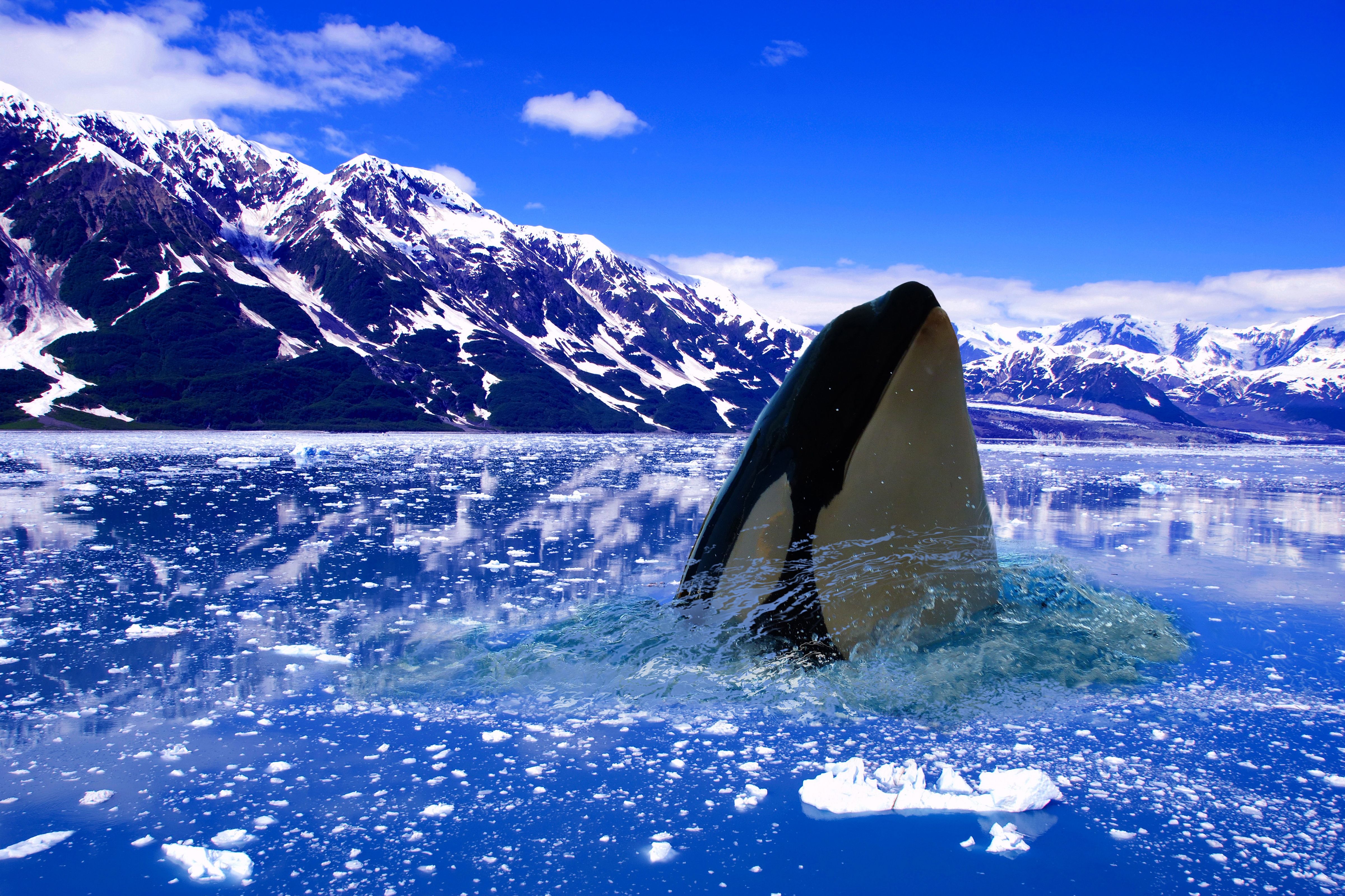 Killer whale in the Arctic Ocean 4K