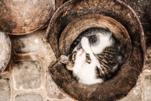 Kitten Sleeping in a bucket HD
