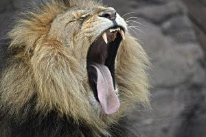 Lion Roar 6K