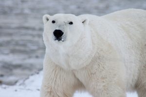 Polar Bear 01