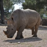 Rhinoceros 01