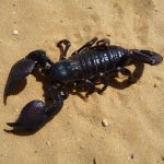 Scorpion 01