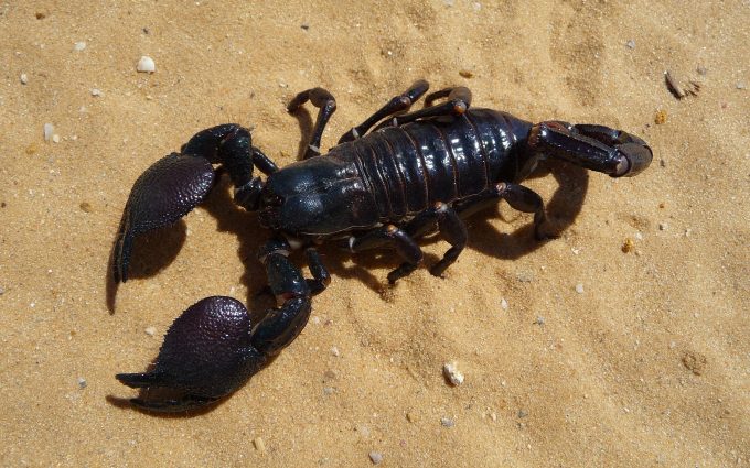 Scorpion 01