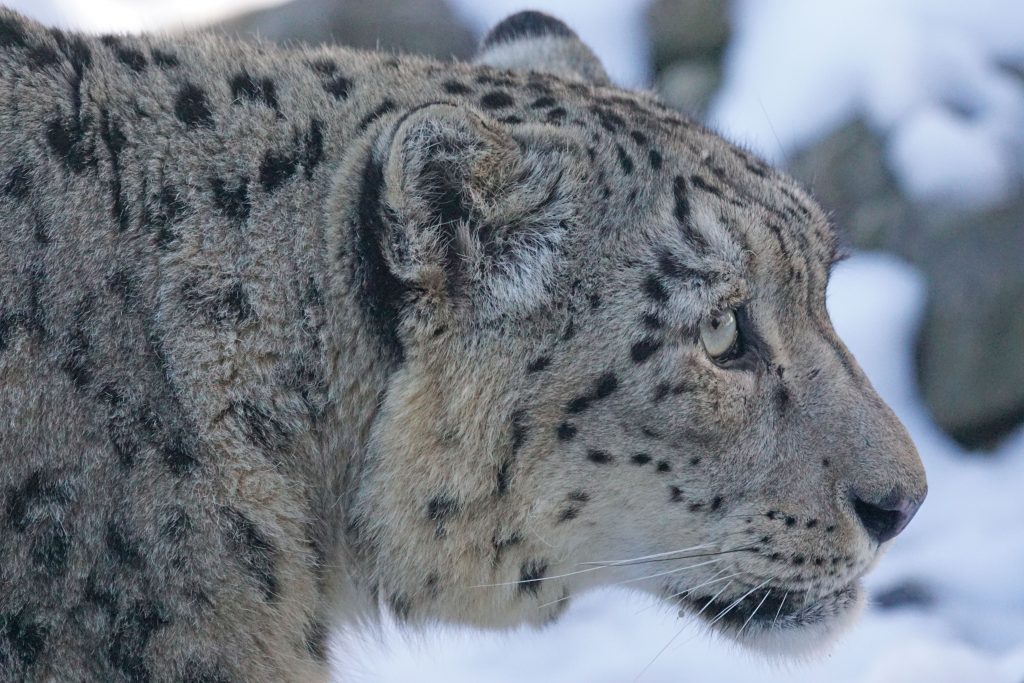 Snow Leopard Hunting 6K UHD Wallpaper