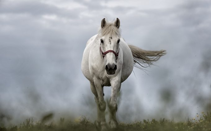 White Horse 01