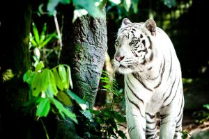 White Tiger 01