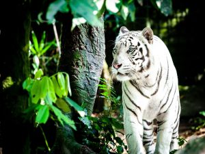 Beautiful white tiger hunting 4K