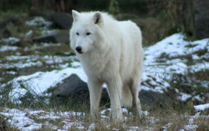 Beautiful White Wolf HD