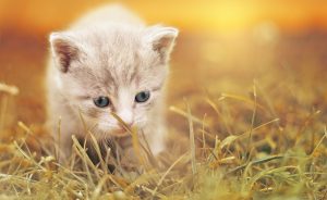 Cute beige Kitten in grass HD
