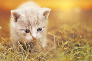 Cute beige Kitten in grass HD
