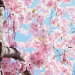 Blossoming of Hanami Spring