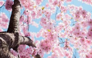Blossoming of Hanami (Spring) 4K