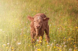 Brown Calf In Grass HD
