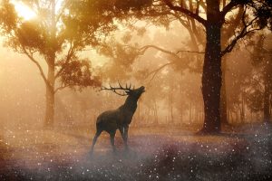 Mystic deer in a fantasy forest 4K
