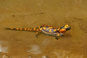 Orange Fire Salamander