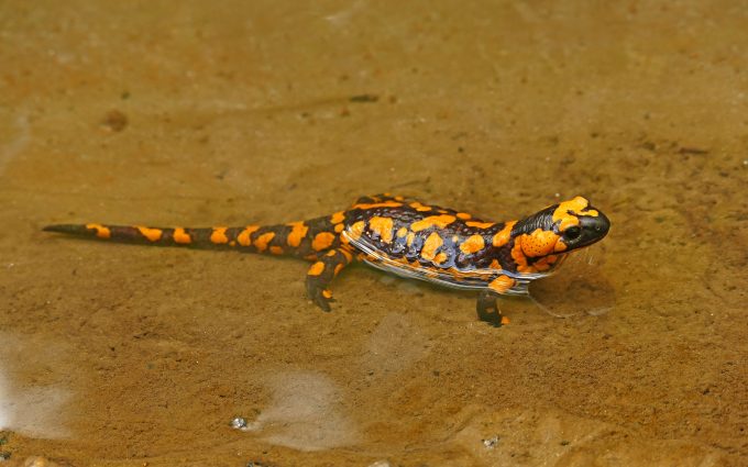 Orange Fire Salamander