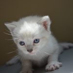 Tiny White Kitten With Blue Eyes 1