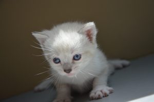 Tiny white kitten with blue eyes 6K