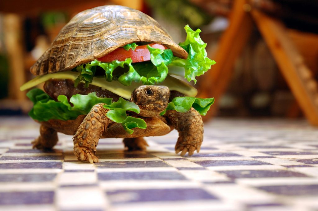  Turtle Sandwich Fun HD Wallpaper 