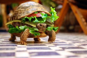 Turtle Sandwich (Fun) HD
