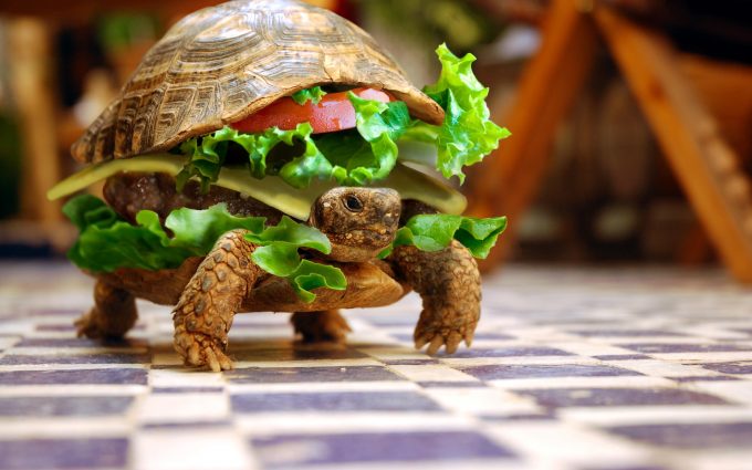 Turtle Sandwich