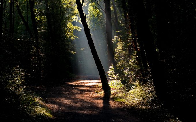Dark Forest Road With A Ray Of Sunshine