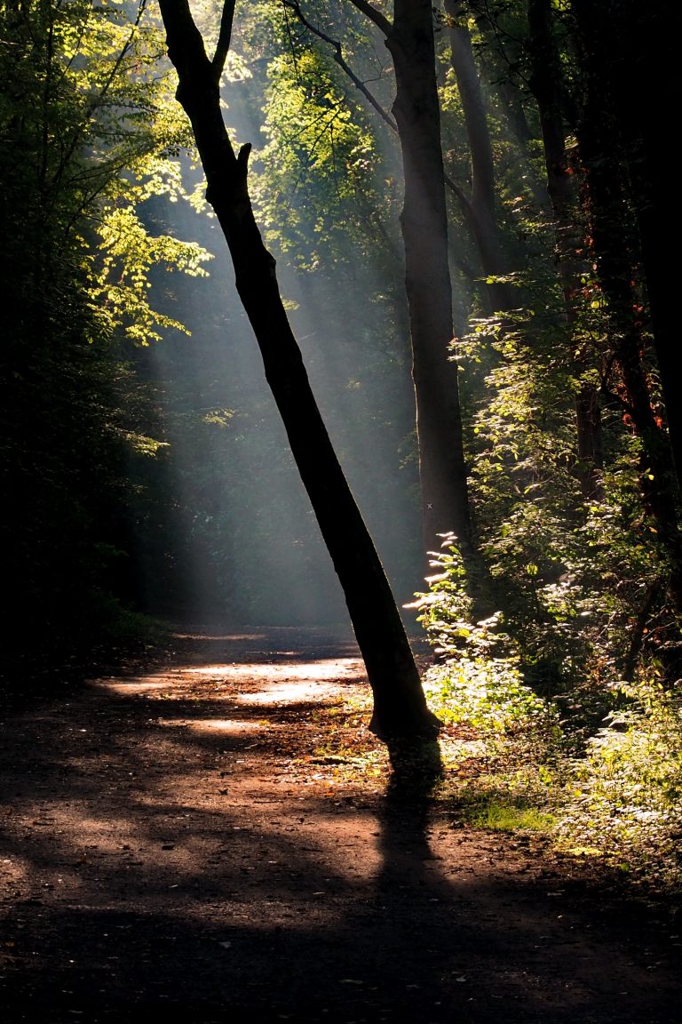 Dark forest road with a ray of sunshine 4K UHD Wallpaper