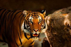 Handsome Tiger HD