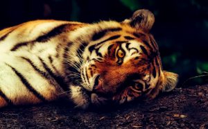 Handsome Tiger At Rest HD
