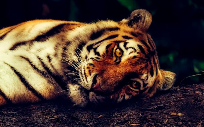 Handsome Tiger At Rest